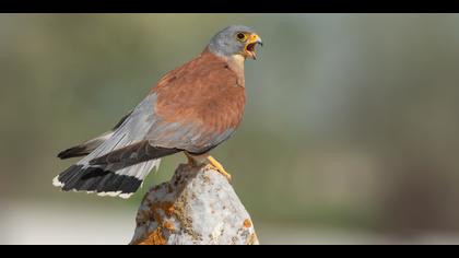 Küçük kerkenez » Lesser Kestrel » Falco naumanni