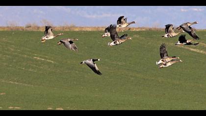 Akyanaklı kaz » Barnacle Goose » Branta leucopsis