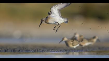 Kızıl kumkuşu » Curlew Sandpiper » Calidris ferruginea