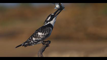 Alaca yalıçapkını » Pied Kingfisher » Ceryle rudis