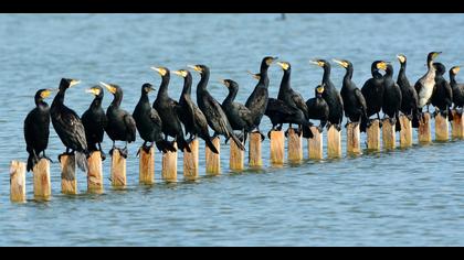 Karabatak » Great Cormorant » Phalacrocorax carbo