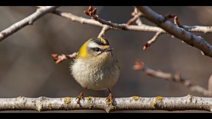 Sürmeli çalıkuşu » Common Firecrest » Regulus ignicapilla