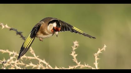 Saka » European Goldfinch » Carduelis carduelis