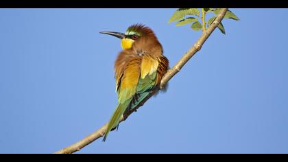 Arıkuşu » European Bee-eater » Merops apiaster