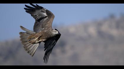 Kara çaylak » Black Kite » Milvus migrans