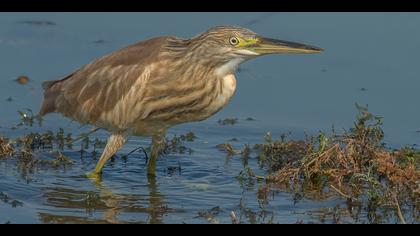 Alaca balıkçıl » Squacco Heron » Ardeola ralloides