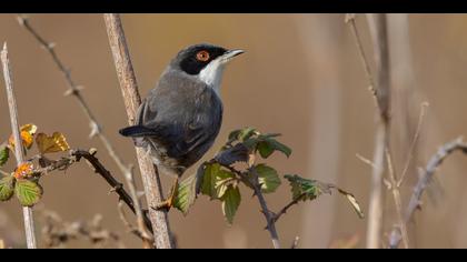 Maskeli ötleğen » Sardinian Warbler » Sylvia melanocephala