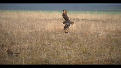 Kır baykuşu » Short-eared Owl » Asio flammeus