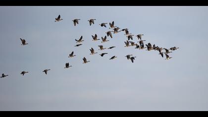 Akyanaklı kaz » Barnacle Goose » Branta leucopsis