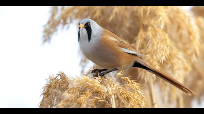 Bıyıklı baştankara » Bearded Reedling » Panurus biarmicus