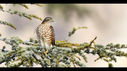 Atmaca » Eurasian Sparrowhawk » Accipiter nisus