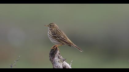 Çayır incirkuşu » Meadow Pipit » Anthus pratensis