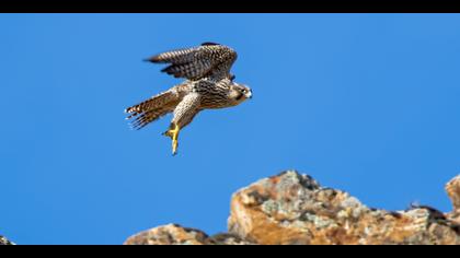 Gök doğan » Peregrine Falcon » Falco peregrinus