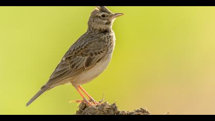 Tepeli toygar » Crested Lark » Galerida cristata