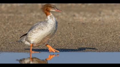 Büyük tarakdiş » Common Merganser » Mergus merganser