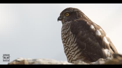 Atmaca » Eurasian Sparrowhawk » Accipiter nisus