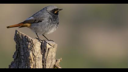 Kara kızılkuyruk » Black Redstart » Phoenicurus ochruros