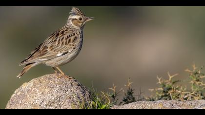 Orman toygarı » Woodlark » Lullula arborea