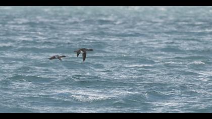 Tarakdiş » Red-breasted Merganser » Mergus serrator