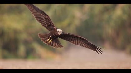 Saz delicesi » Western Marsh Harrier » Circus aeruginosus