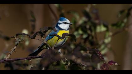 Mavi baştankara » Eurasian Blue Tit » Cyanistes caeruleus