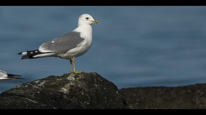 Küçük gümüş martı » Mew Gull » Larus canus