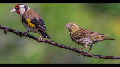 Küçük iskete » European Serin » Serinus serinus