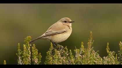 Çöl kuyrukkakanı » Desert Wheatear » Oenanthe deserti