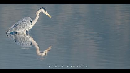 Gri balıkçıl » Grey Heron » Ardea cinerea