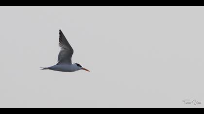 Tepeli sumru » Lesser Crested Tern » Thalasseus bengalensis