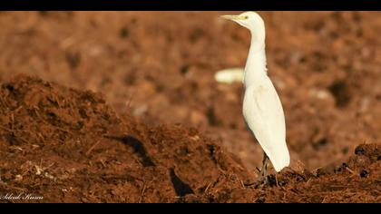 Sığır balıkçılı » Western Cattle Egret » Bubulcus ibis