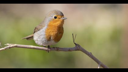 Kızılgerdan » European Robin » Erithacus rubecula