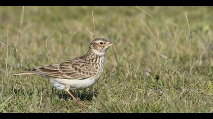 Tarlakuşu » Eurasian Skylark » Alauda arvensis