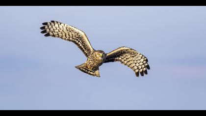 Gökçe delice » Hen Harrier » Circus cyaneus