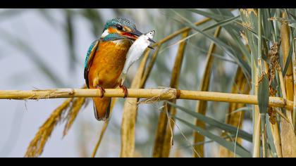 Yalıçapkını » Common Kingfisher » Alcedo atthis