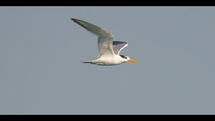 Tepeli sumru » Lesser Crested Tern » Thalasseus bengalensis