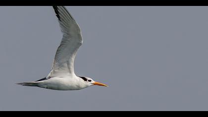 Tepeli sumru » Lesser Crested Tern » Thalasseus bengalensis