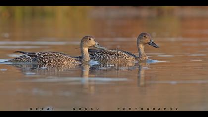 Kılkuyruk » Northern Pintail » Anas acuta