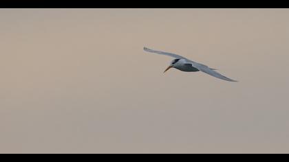 Tepeli sumru » Lesser Crested Tern » Thalasseus bengalensis