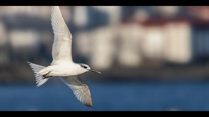 Karagagalı sumru » Sandwich Tern » Thalasseus sandvicensis