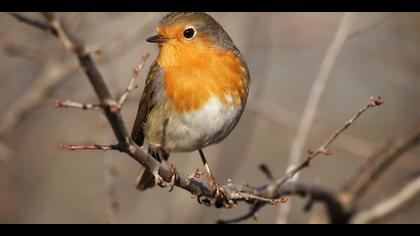 Kızılgerdan » European Robin » Erithacus rubecula