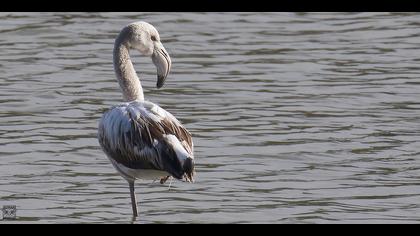 Flamingo » Greater Flamingo » Phoenicopterus roseus