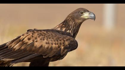 Akkuyruklu kartal » White-tailed Eagle » Haliaeetus albicilla