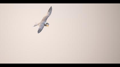 Tepeli sumru » Lesser Crested Tern » Thalasseus bengalensis