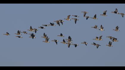 Akyanaklı kaz » Barnacle Goose » Branta leucopsis