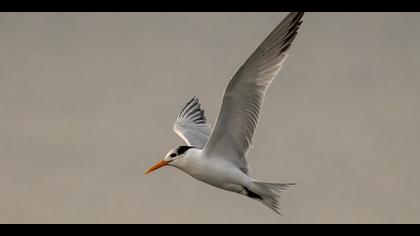 Tepeli sumru » Lesser Crested Tern » Thalasseus bengalensis