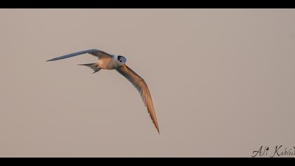 Tepeli sumru » Lesser Crested Tern » Thalasseus bengalensis