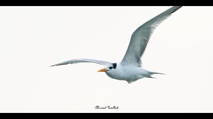 Tepeli sumru » Lesser Crested Tern » Thalasseus bengalensis