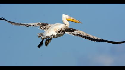 Ak pelikan » Great White Pelican » Pelecanus onocrotalus