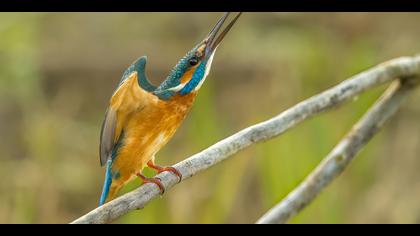 Yalıçapkını » Common Kingfisher » Alcedo atthis